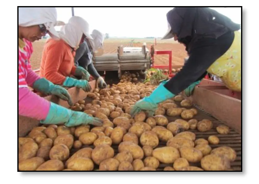 pto-stone-crusher-EP-POTATO HARVEST - 2 ROWS-CWB-2L-show